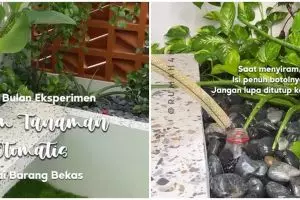 Antiribet dan hemat, begini cara siram tanaman otomatis dengan metode infus hanya gunakan botol bekas