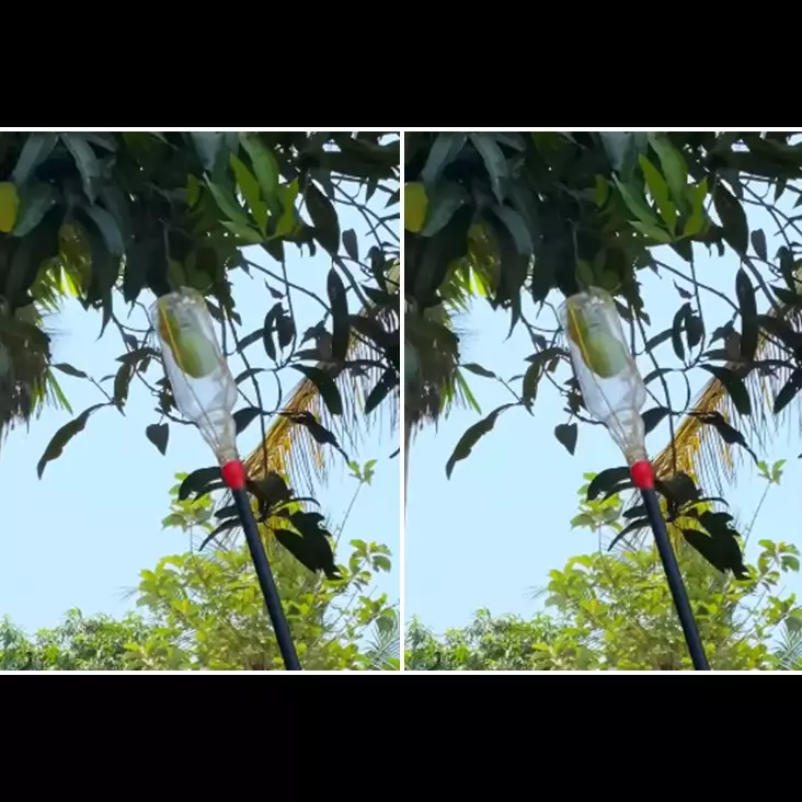 Cerdik, pria ini tunjukkan cara bikin alat pemetik buah mangga modal 1 limbah anorganik
