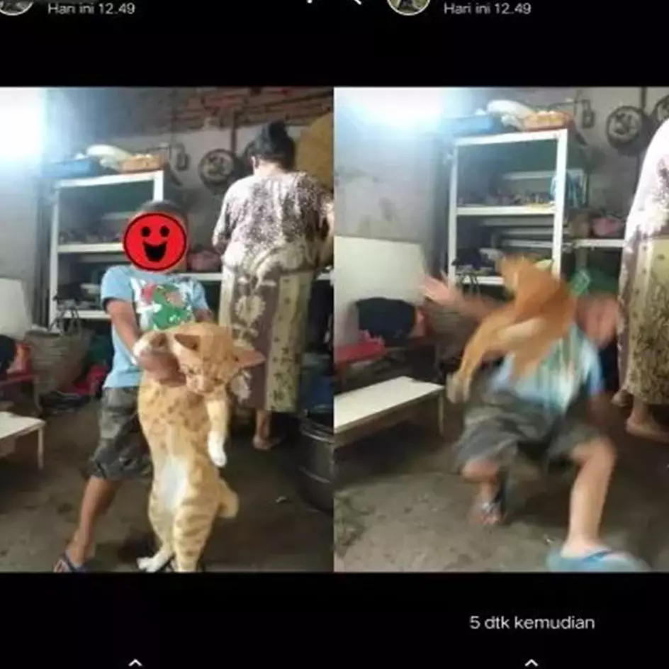 11 Potret kocak status WA pamer momen apes ini lihatnya bikin meringis