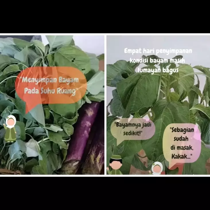 Cara menyimpan bayam tanpa kulkas ini bikin daunnya tak layu dan tetap hijau hingga 4 hari