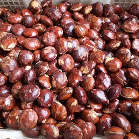 Tanpa diperam atau ditambah kopi, begini cara rebus jengkol supaya nggak bau lagi