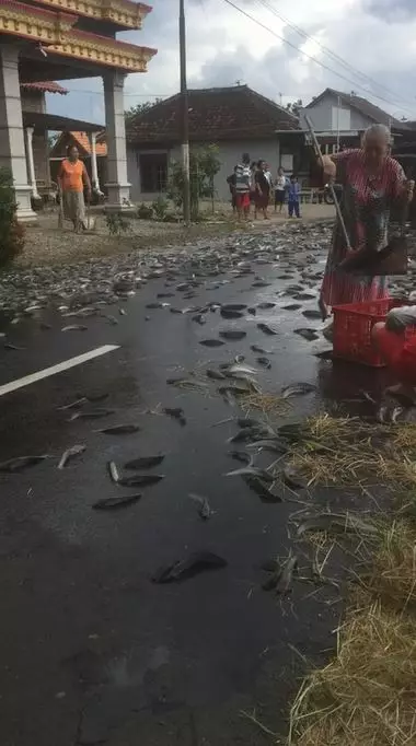 warga bantu mengumpulkan ribuan ikan lele TikTok