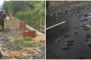 Momen truk membawa ribuan lele terguling di jalanan, sikap warga sekitar ini di luar dugaan