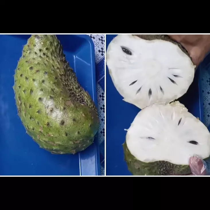 Cuma pakai 1 alat, ini cara cepat bersihkan biji sirsak tanpa khawatir daging buahnya terbuang banyak