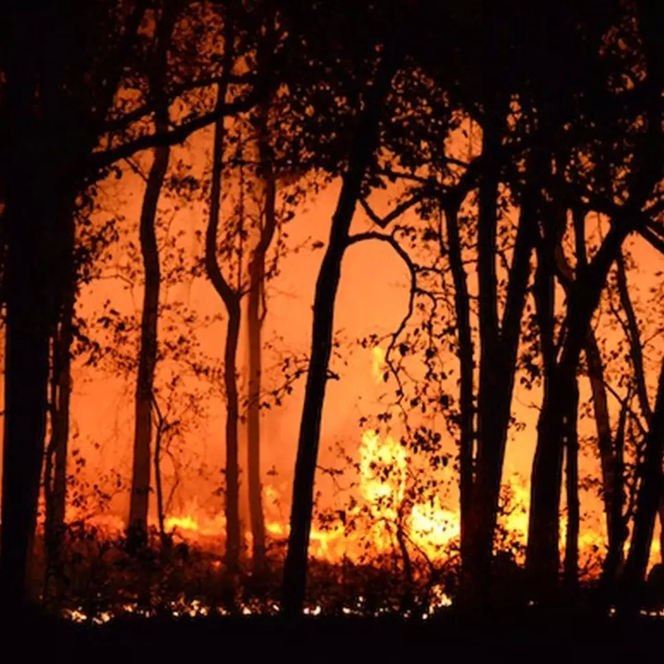 9 Arti mimpi kebakaran hutan menurut primbon Jawa, bisa jadi adanya perilaku aneh dari orang terdekat