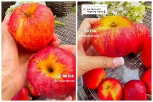 Tak perlu dikupas dan dicicipi dulu, ini trik cepat mengetahui buah apel yang manis