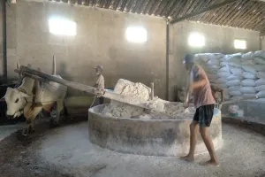 Rahasia di balik tak tergantikannya tenaga sapi menghasilkan mi lethek legendaris