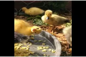 Gemesin abis, 11 potret kocak hewan tertangkap kamera ini tingkahnya bikin nyengir