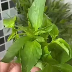 Tanpa direndam di air, begini cara simpan kemangi agar daunnya segar dan tidak menghitam