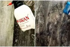 Cara ampuh membersihkan lumut dan kotoran di dinding pakai satu bahan cairan, rumah auto cerah
