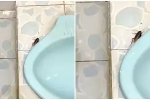 Simpel banget, begini trik taklukkan kecoa tanpa produk pembasmi