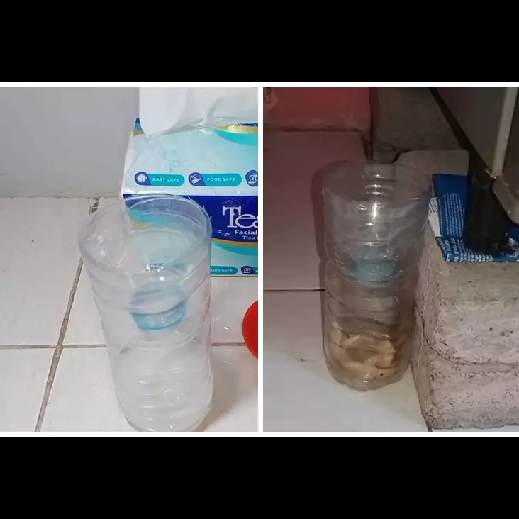 Cara mudah membuat perangkap cicak pakai 2 bahan dapur