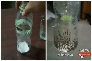 Tak perlu dibunuh, ini trik bikin perangkap semut pakai 1 bumbu dapur