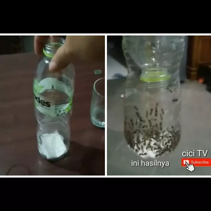 Tak perlu dibunuh, ini trik bikin perangkap semut pakai 1 bumbu dapur