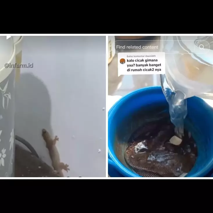 Tak perlu bikin perangkap, ini cara sederhana cegah cicak datang cuma pakai 1 bahan dapur