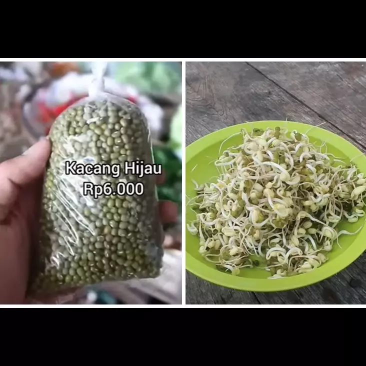 Tanpa ditanam, begini trik bikin tauge dari kacang hijau menggunakan botol bekas