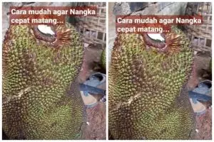 Auto manis dalam 3 hari, ini cara cepat mematangkan buah nangka tanpa karbit