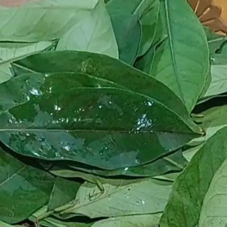 Tanpa perlu dijemur, ini cara simpan daun salam agar tetap segar dan hijau hingga berbulan-bulan