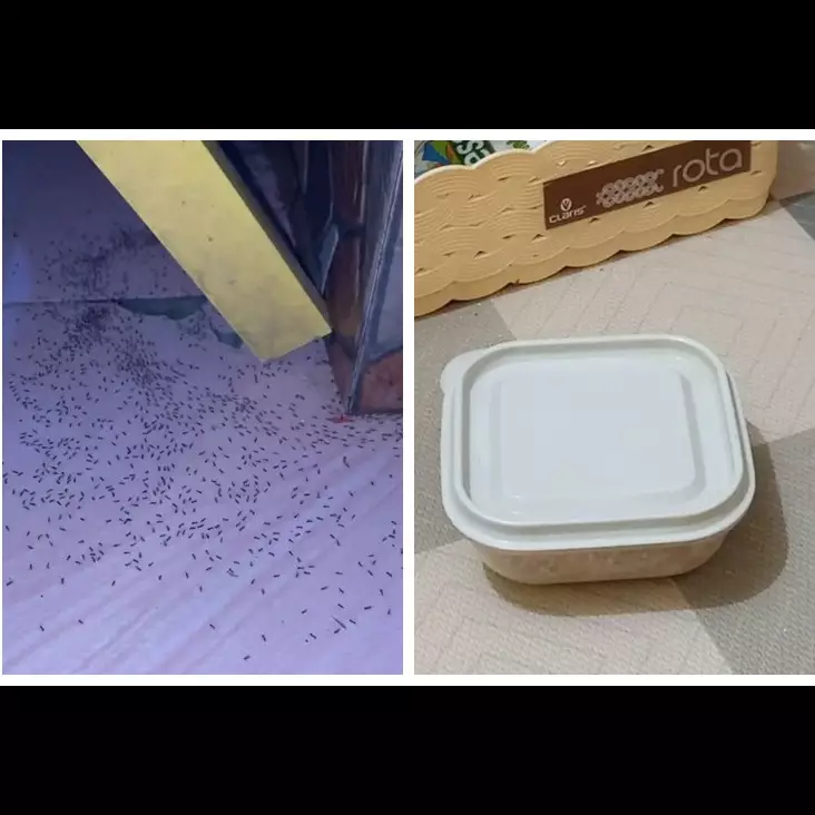 Bukan pakai aneka rempah, ini cara mudah mengusir semut di area dapur cuma pakai 1 limbah makanan