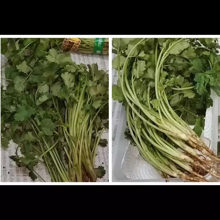 Tanpa direndam air, ini cara simpan daun ketumbar agar tetap segar dan tahan hingga 1 bulan