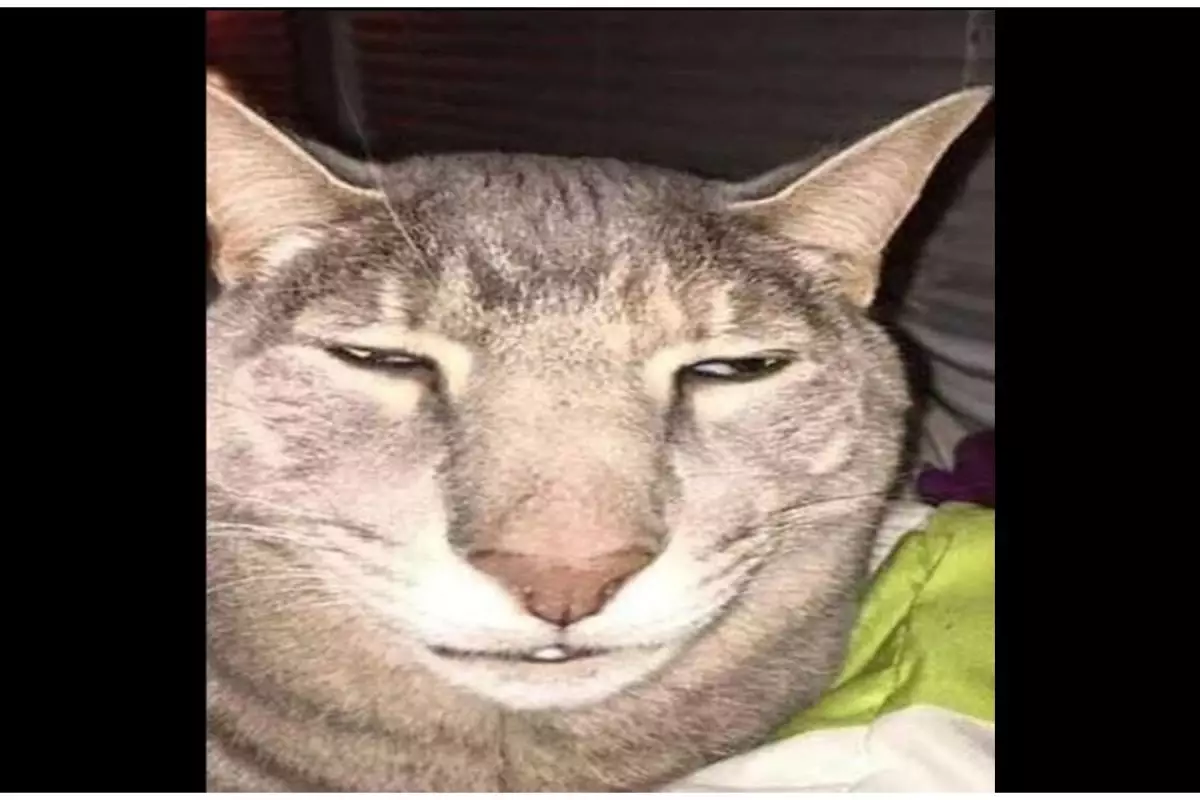 11 Potret kocak kucing selfie ini posenya gemesin abis, jadi pengen cubit