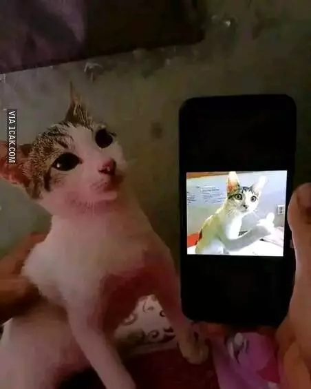 Potret kocak kucing selfie Berbagai sumber