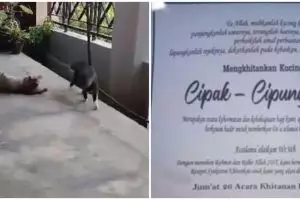 Viral khitanan kucing dimeriahkan dangdut hingga jaranan, pemilik hajatan ungkap alasannya