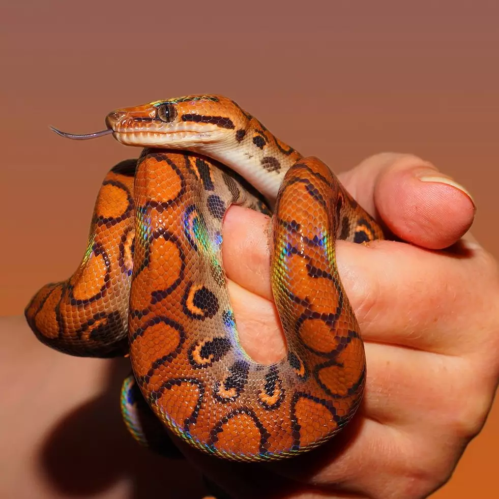 11 Arti mimpi digigit ular menurut psikologi, isyarat adanya tekanan dalam hidup