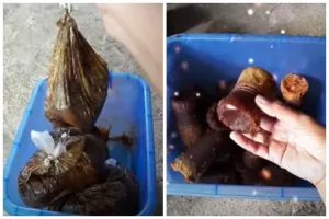 Cukup pakai barang bekas, begini trik mengatasi gula merah yang sudah mencair agar padat kembali