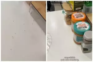 Tak perlu semprotan khusus serangga, ini cara ampuh usir semut di meja makan pakai 1 bahan