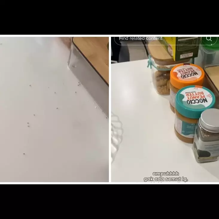 Tak perlu semprotan khusus serangga, ini cara ampuh usir semut di meja makan pakai 1 bahan