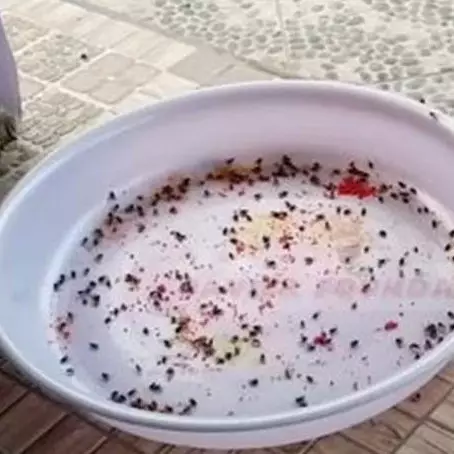 Bukan pakai sabun cuci piring, ini cara ampuh mengusir lalat di meja makan cuma pakai 1 bahan dapur