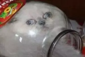 11 Potret kocak hewan peliharaan kejepit ini bikin pengin nolong sambil nahan ketawa