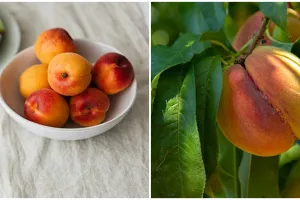 11 Manfaat buah plum bagi ibu hamil, bantu lawan radikal bebas