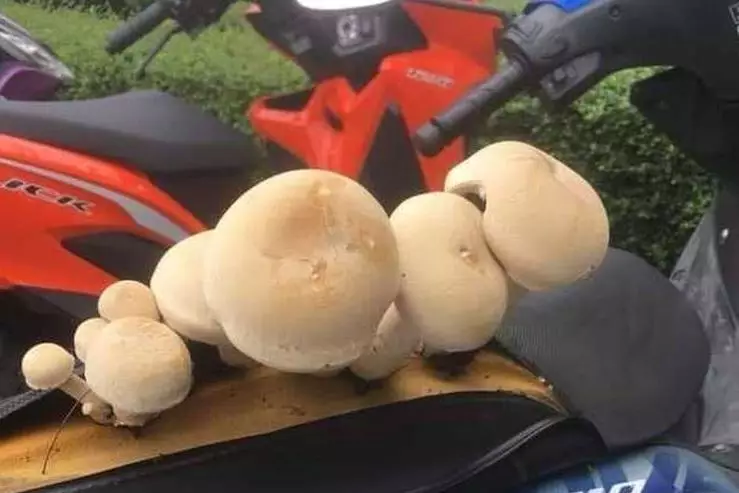 Potret kocak tanaman tumbuh di jok motor Berbagai sumber Potret kocak tanaman tumbuh di jok motor Berbagai sumber