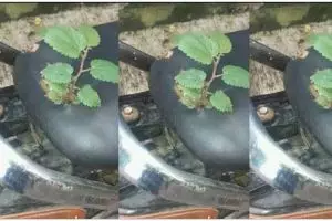 11 Potret kocak tanaman tumbuh di jok motor ini bikin nggak habis pikir, akibat kelamaan jomblo?