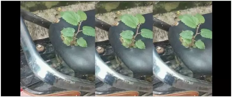 11 Potret kocak tanaman tumbuh di jok motor ini bikin nggak habis pikir, akibat kelamaan jomblo?