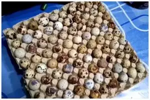 Tak perlu ditambah garam, begini trik merebus telur puyuh agar tak pecah dan mudah dikupas