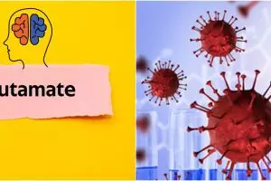 Peran penting Glutamat Glutamin bagi tubuh, jadi pendukung sistem kekebalan