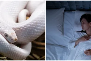 11 Arti mimpi ular putih menurut primbon Jawa, bisa jadi tujuan segera tercapai