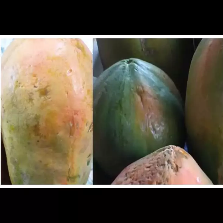 Tanpa bahan tambahan, begini trik mematangkan buah pepaya yang masih keras dalam waktu 2 hari
