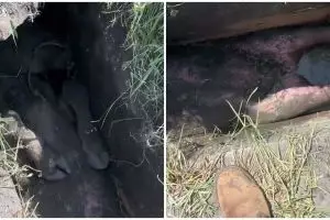 Momen absurd tapi sedih seekor sapi terperangkap di selokan, netizen: takut jadi hewan kurban