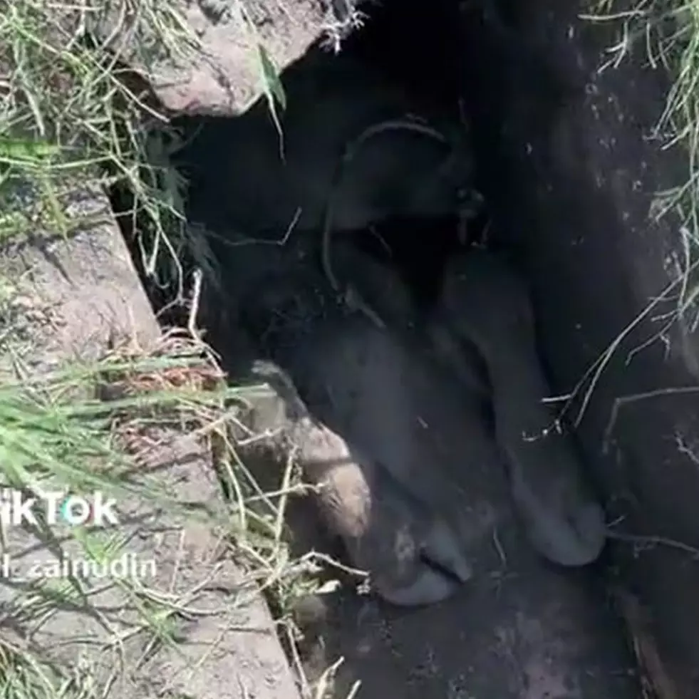 Momen absurd tapi sedih seekor sapi terperangkap di selokan, netizen: takut jadi hewan kurban