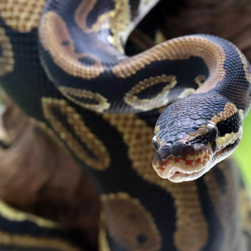 11 Arti mimpi ular besar menurut primbon Jawa, bisa jadi ada masalah finansial