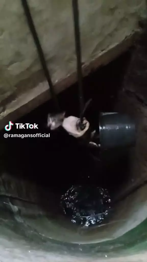 Aksi pria selamatkan kucing jatuh ke sumur © TikTok Aksi pria selamatkan kucing jatuh ke sumur © TikTok