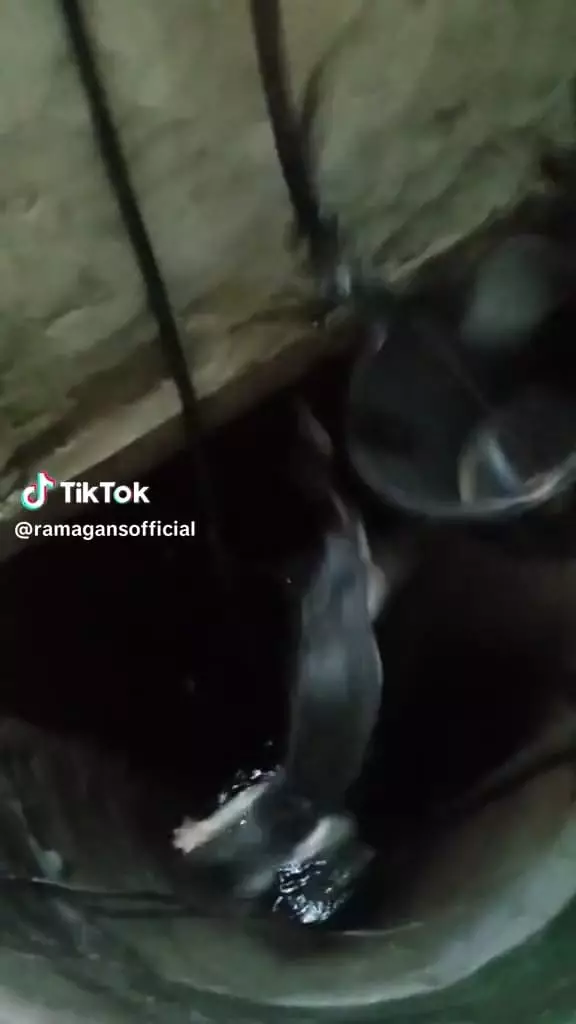 Aksi pria selamatkan kucing jatuh ke sumur © TikTok Aksi pria selamatkan kucing jatuh ke sumur © TikTok