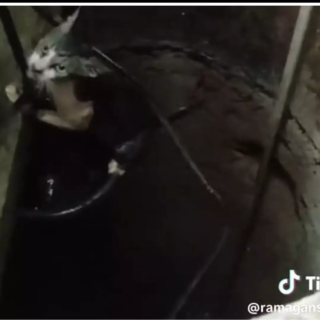 Aksi pria selamatkan kucing jatuh ke sumur pakai timba ini penuh ujian kesabaran
