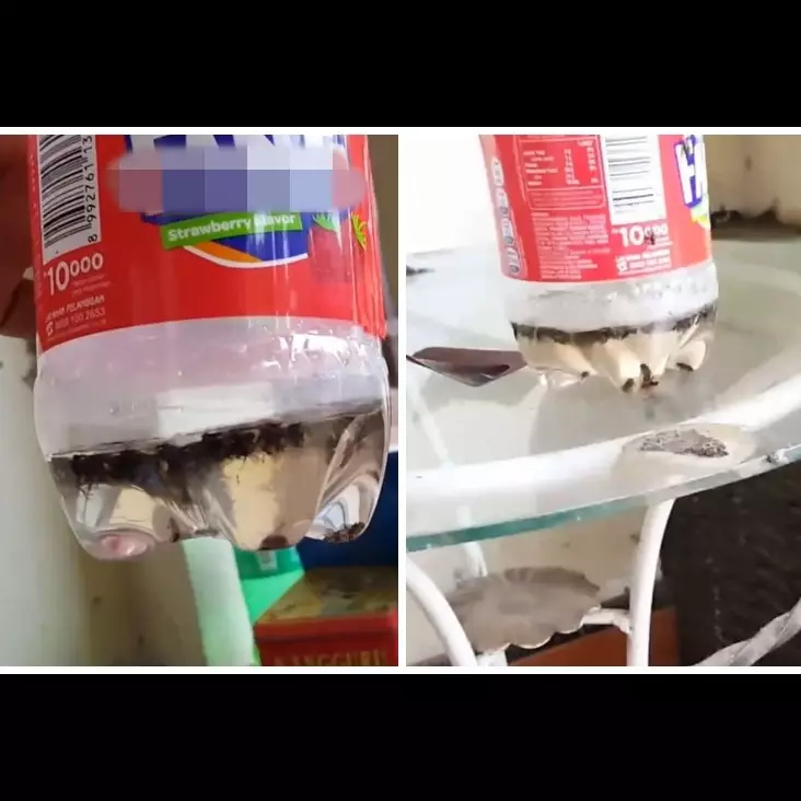 Cara mudah bikin jebakan lalat di meja makan, ampuh dengan 1 bahan dapur