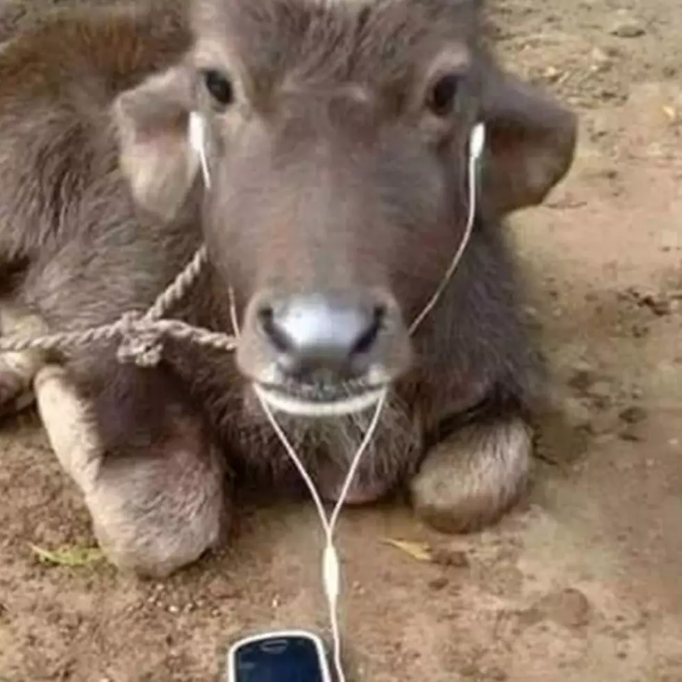 11 Potret kocak sapi dimanja sebelum kurban ini bikin nyengir lebar