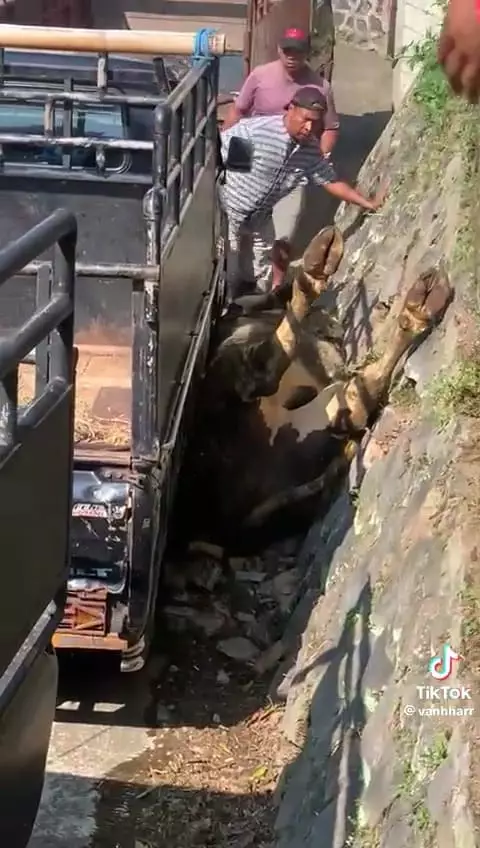 Sapi kurban kejengkang dari pickup © TikTok